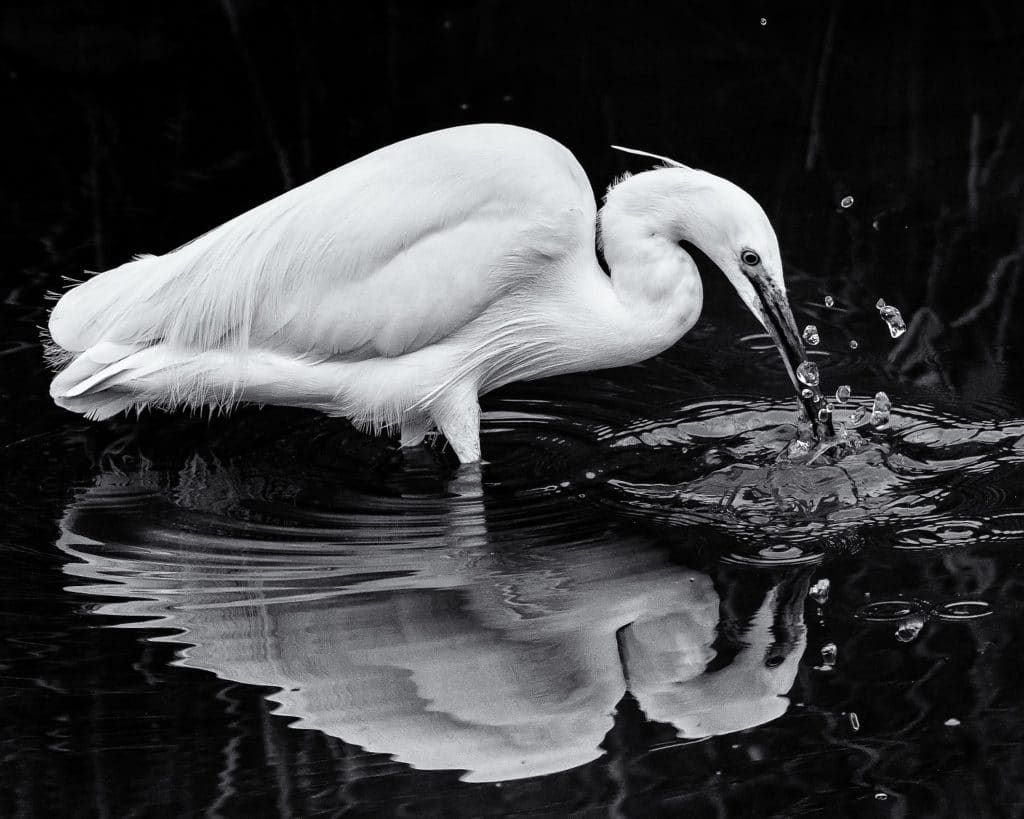 Garceta común en blanco y negro