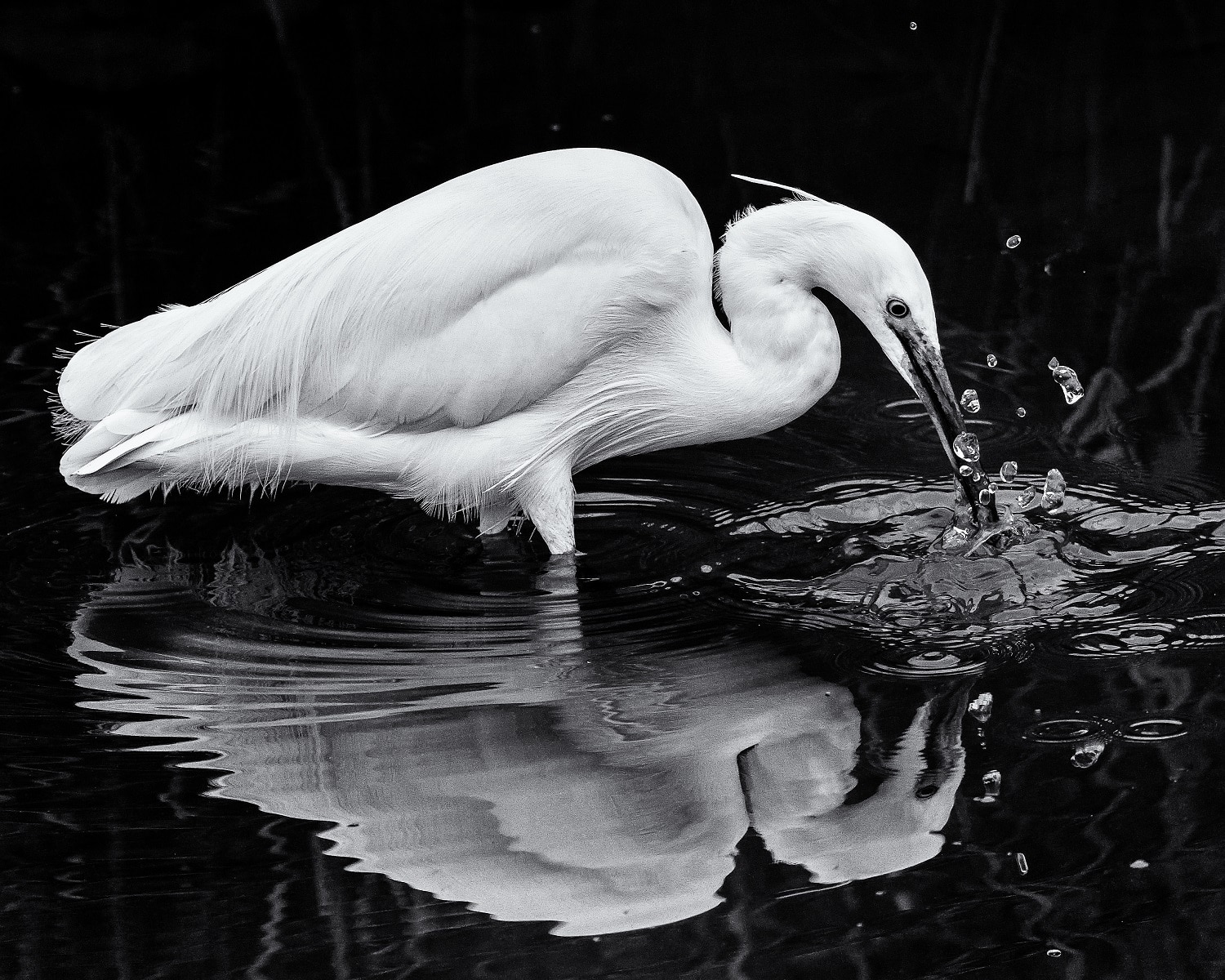 Garceta común en blanco y negro